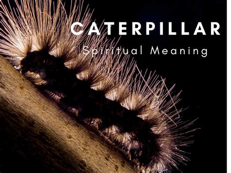 black caterpillar meaning spiritual|caterpillar spiritual meaning.